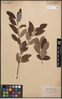 Foto von Salix cinerea L.